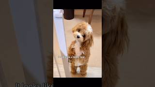 Crossbreed teddy bear dog ☺️ super cute