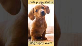 बेबी डॉग पप्पी #🐕 puppy status video #23kviral#shorts