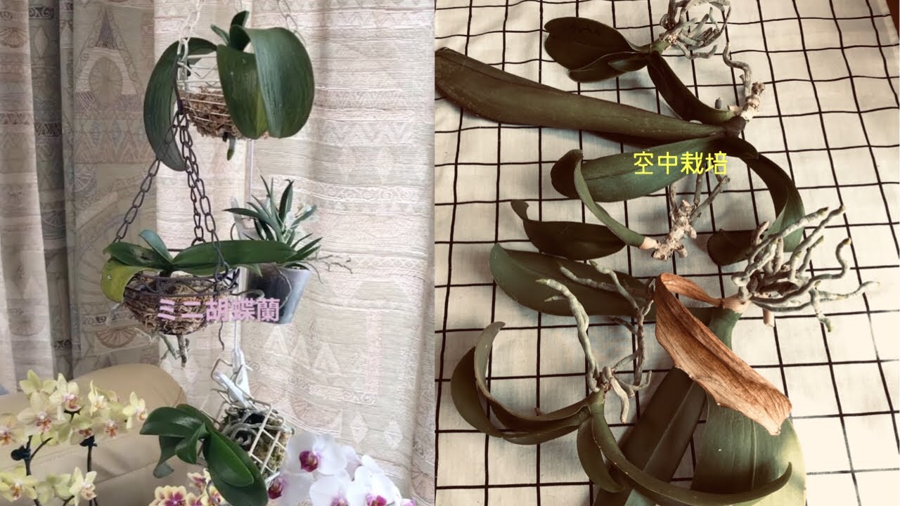 8月 胡蝶蘭の空中栽培と吊りカゴ 鉢を使わない方法 ペペロミアジェミニ Youtube