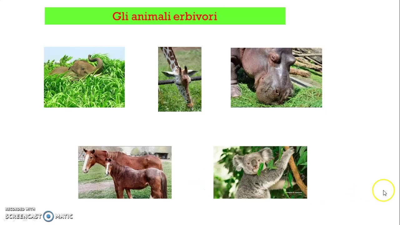 Dalla Parte Degli Animali Dove Si Trova