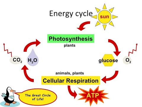 How Are Photosynthesis And Cellular Respiration Related Youtube