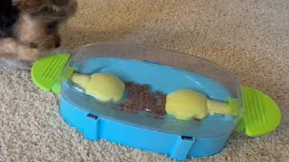 Outward Hound Nina Ottosson Paw N' Play Interactive Dog Treat Puzzle Review