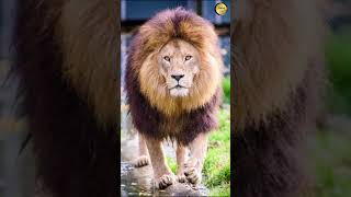 THE ATLAS LION - THE BIGGEST LION THAT EVER EXISTED | #viral #animal #shorts #lion