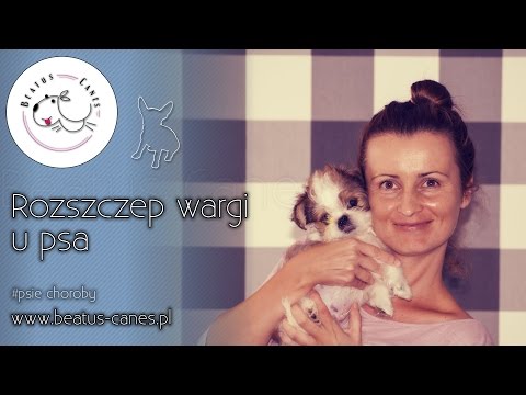 Wideo: Rozszczep Podniebienia U Psów I Szczeniąt