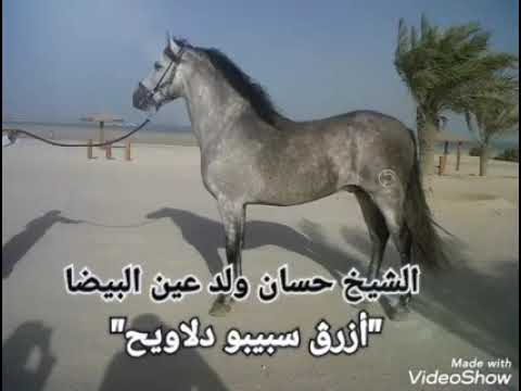 الشيخ حسان ولد عين البيضا مقطع من سهرة في تونس أداء روعة لأغنية أزرڨ سبيبو دلاويح