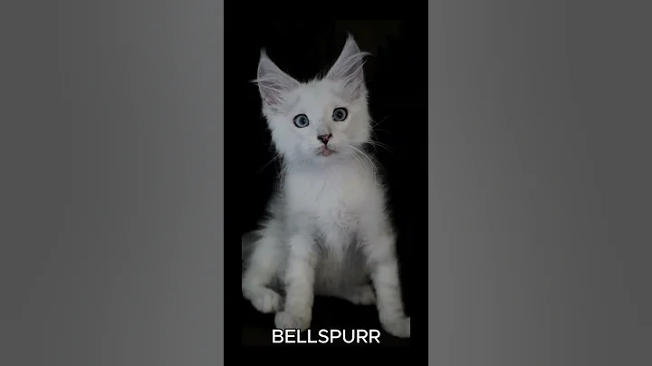 Video 11868211: mainecoon cat kitten, gentle maine coon