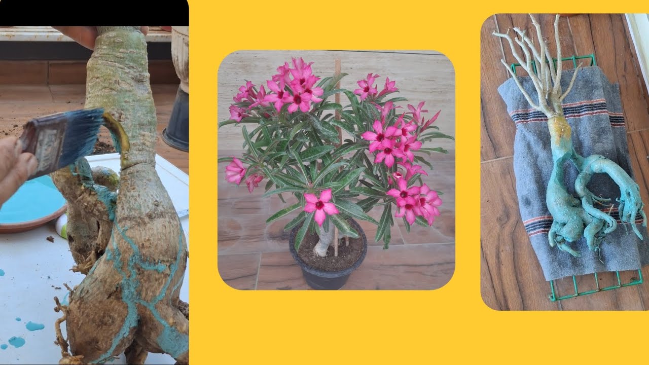 क्या मरा हुआ Adenium जिंदा हो सकता है?( @gardening with Arvind )