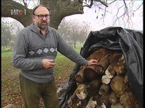 Video: 12 Nevjerojatnih Blagodati Shiitake Gljiva Za Kožu I Zdravlje