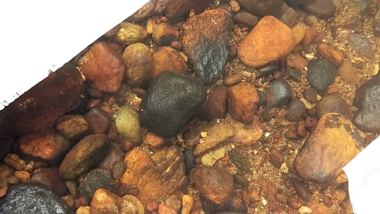 Garra sp. in the Western Ghats