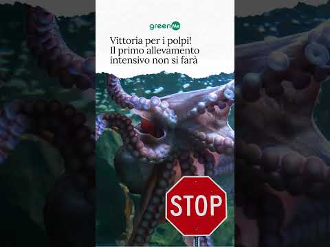 Video Vittoria per i polpi! Il primo allevamento intensivo non si fara?