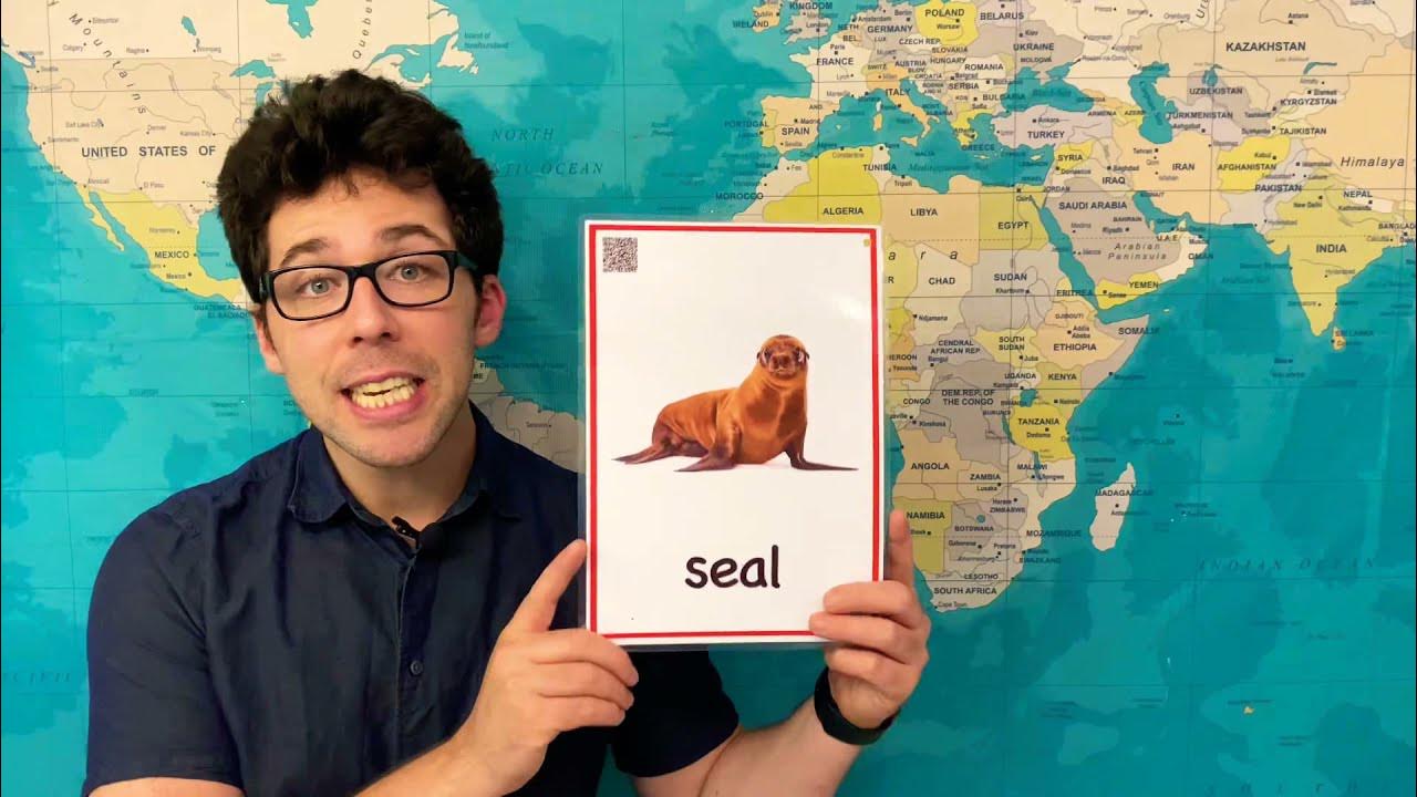 How to Pronounce Seal in English YouTube