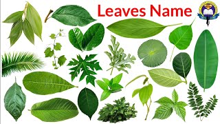 Name Of Leaves | Leaves Name In English And Hindi With Pictures |Different Types Of Leaves |LeafName screenshot 2
