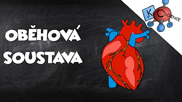 Co jsou krevní cévy?