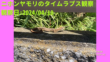 【For Work】 RPi-Cam-Web-Interfaceを用いたニホンヤモリのTimelapse観察 2024年04月10日