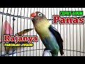 SUARA BURUNG LOVEBIRD FIGHTER NGEKEK PANJANG, RAJANYA PANCINGAN LOVEBIRD CEPAT BIKIN PANAS