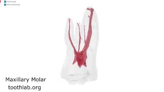 Maxillary Molar 3D model