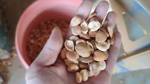 RealTech 1 Chute Almond Color Sorter Machine Mini Color Sorter Machine