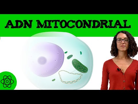 Video: ¿De quién hereda su ADN mitocondrial?