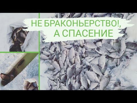 ПРОРУБИЛ ЛУНКУ А ТАМ.. РЫБА САМА ЛЕЗЕТ,задыхается