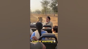 Lion Walks Up to Safari Jeep in Unbelievable Close Encounter 🤯