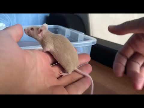 Что ест мышка в домашних условиях