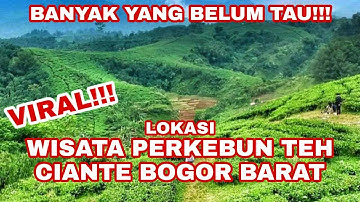 VIRAL!!! WISATA KEBUN TEH CIANTEN BOGOR BARAT