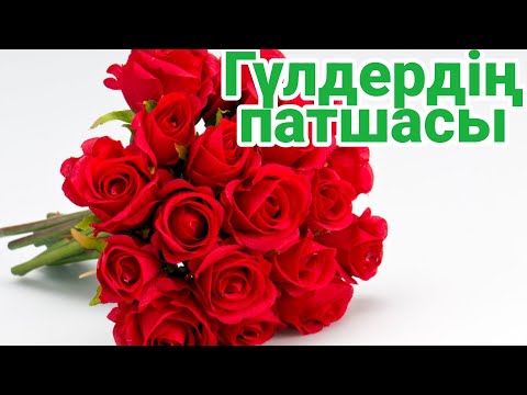 Бейне: Нокаутты раушан гүлдерін қайда отырғызу керек?