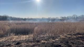 Prescribed Fire - Mini Cattail Marsh