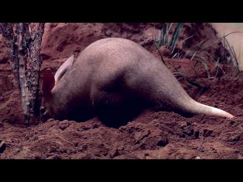 Aardvarks at the Bronx Zoo
