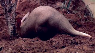 Aardvarks at the Bronx Zoo YouTube Videos
