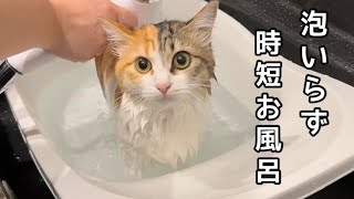 長毛種のお風呂の救世主シャワーで流すだけのホットタブ使ってみた