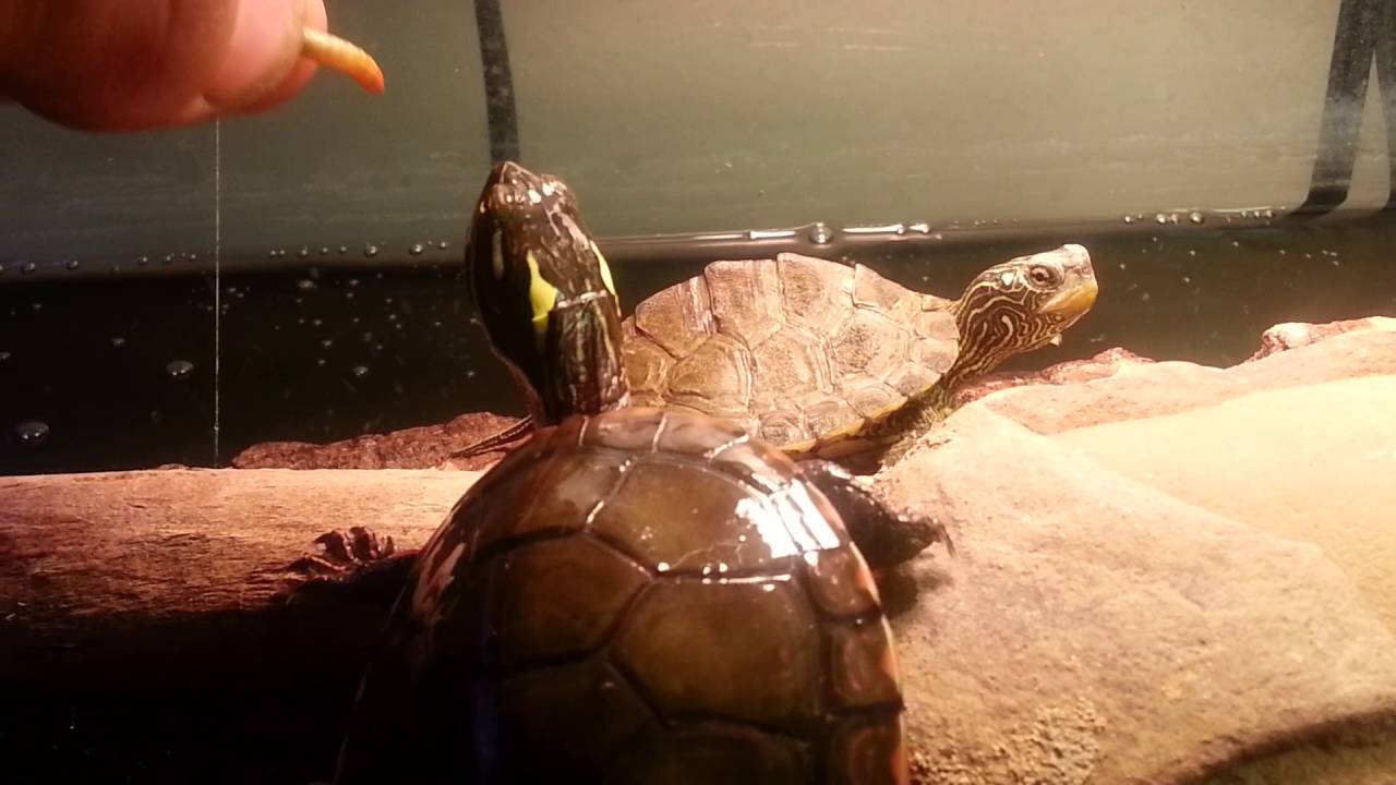 Hand feeding baby northern map and eastern painted turtles YouTube
