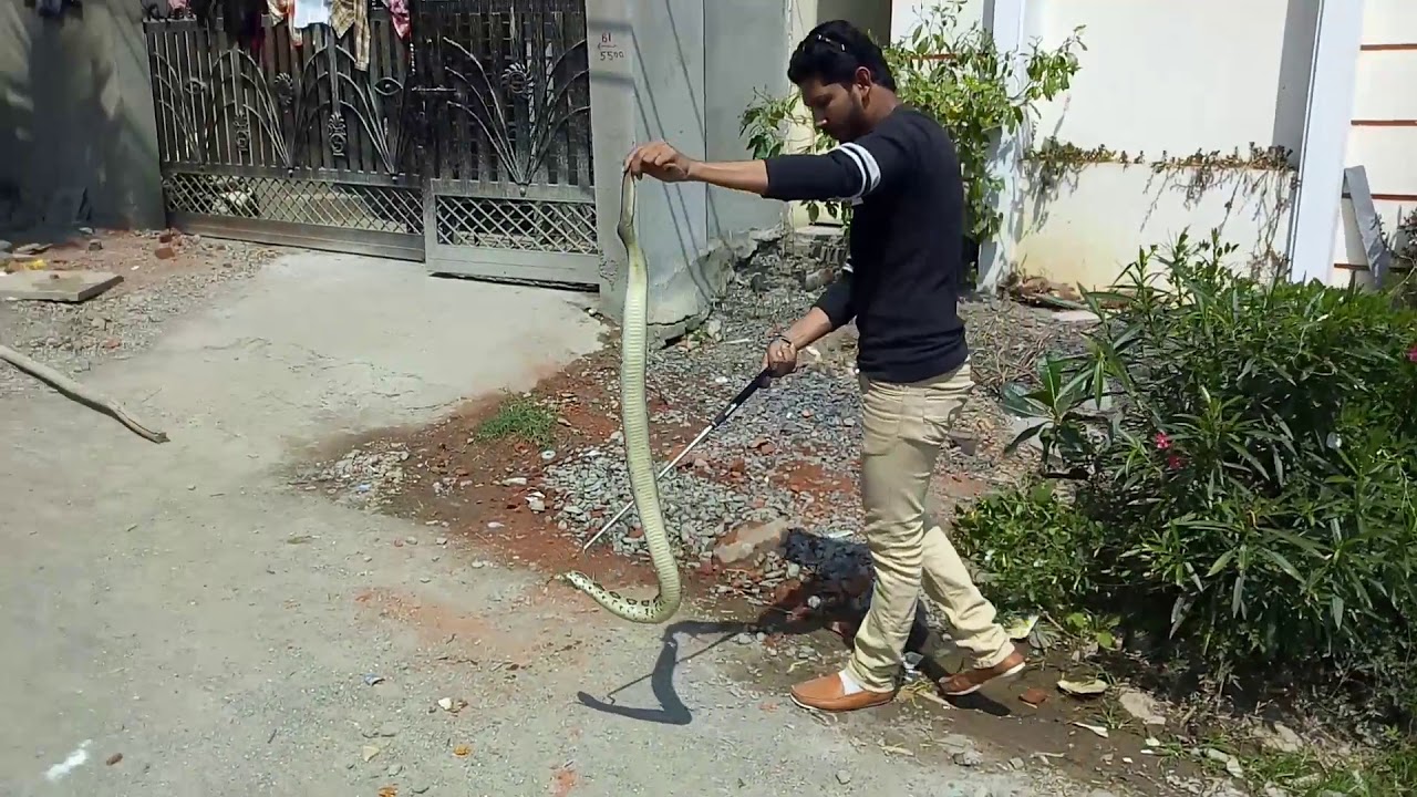 Russell's viper (Daboia russelii) Detailed video दबौया सांप