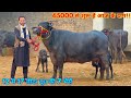 65000  से शुरू हैं आज के दाम, 12 से 17 लीटर दूध की 7 भैंसें बिकाऊ। Raju Dairy Farm, Bathinda, Punjab