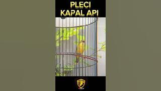 PLECI KAPAL API GACOR NEMBAK PANJANG GAYA GETER GETER - MARKAS TJM #shortvideo #shorts