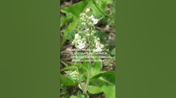 Get to Know Catnip, Cat