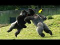 5 Batallas Épicas de Gorilas Captados En Cámara | Mundo Salvaje | gorila vs gorila