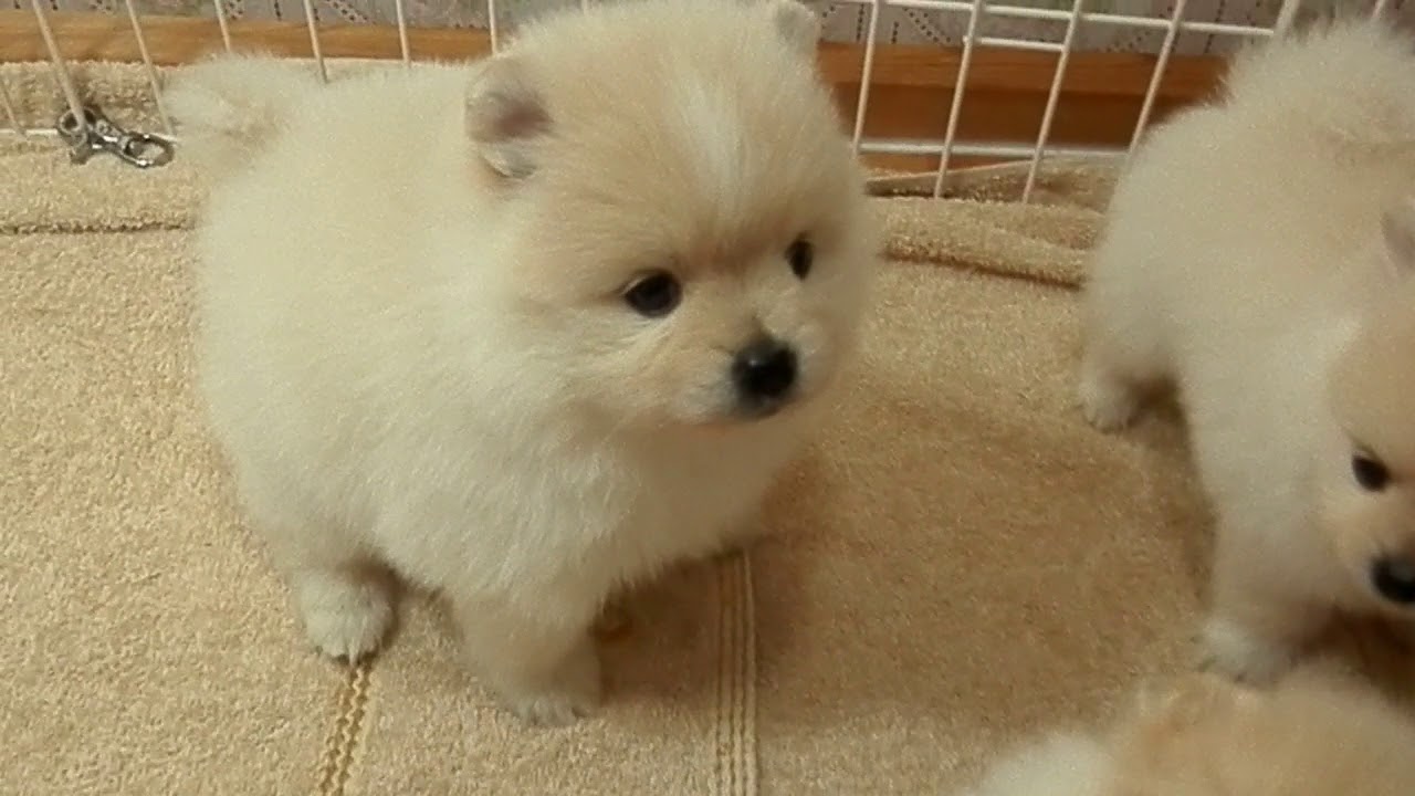 ホワイト ポメラニアン チャオリア 子犬 募集中 YouTube