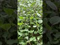 Huge cabbage almost ready to harvest #indoorfarming #hydroponics #verticalfarming #microgreens