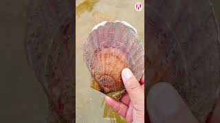 Catching Seafood Asmr Relaxing Catch Shark , Catch Fish ,Deep Sea Monster 1