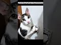 Cute and chaotic cat moments