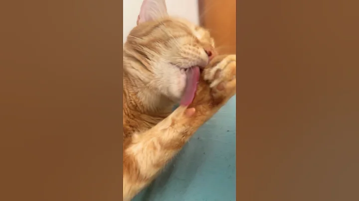 Watch the video about Beauty bath #shorts #cat #catvideos