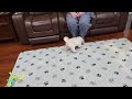 SPECIAL Elvis Presley male Havapoo puppy call text 904-838-9628