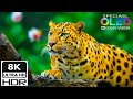 Incredible Wild Animals in Dolby Vision 4K HDR 120FPS | Scenic Wildlife Video