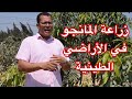زراعة المانجو في أراضي الدلتا والوادي الأراضي الطينية الثقيلة 