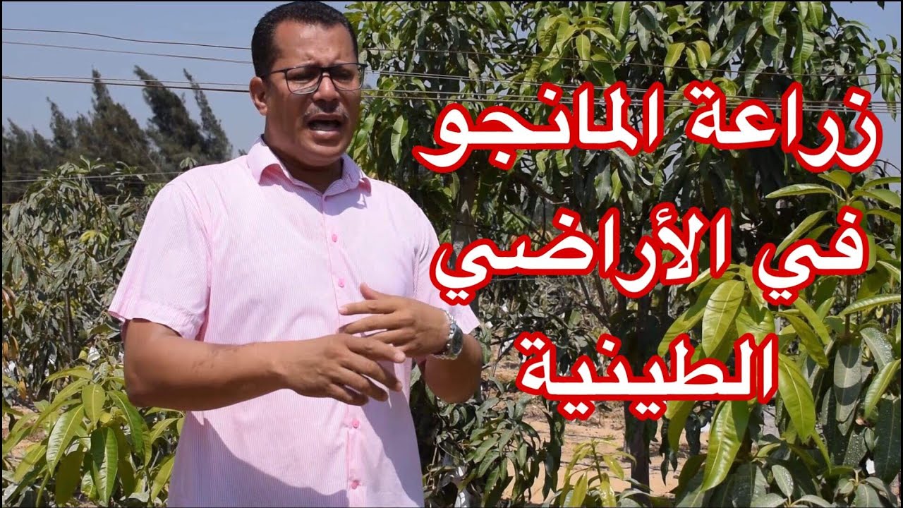 زراعة المانجو في أراضي الدلتا والوادي (الأراضي الطينية الثقيلة)