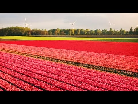 Video: Le Serre Di Mosca Hanno Preparato Circa 5 Milioni Di Tulipani Entro L'8 Marzo