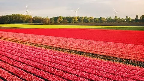 Quante volte l'anno fioriscono i tulipani?