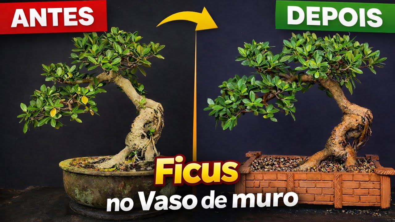 De Bonsai Comum a Obra de Arte: Ficus no Vaso de Muro