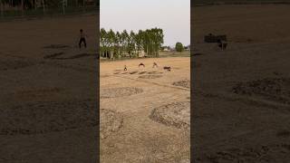 Desi workout in khate #shorts #desihomegym #dumbbell #stunt #desi #jaat #jaatni
